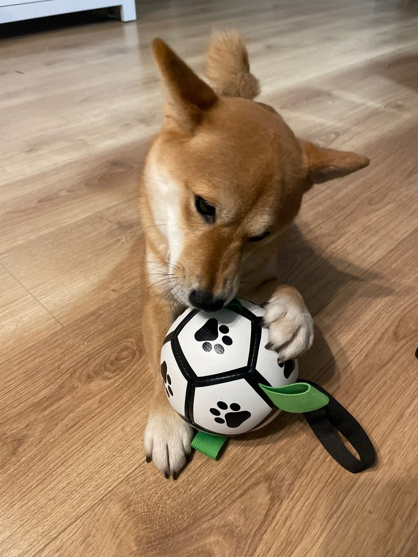 DogSoccerBall™ - Ballon pour chien de foot avec accroches - wafmania