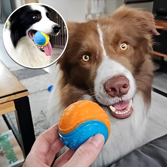 FunBall™ - Balle pour chien qui couine - wafmania